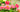 May Lawn & Garden Tips