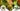 Philodendron Spotlight: McColley’s Finale vs. Rojo Congo