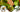 Philodendron Spotlight: McColley’s Finale vs. Rojo Congo