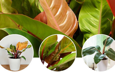 Philodendron Spotlight: McColley’s Finale vs. Rojo Congo