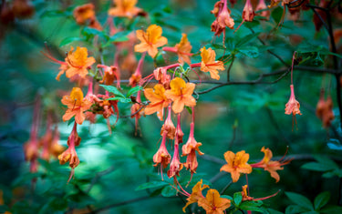 November Lawn & Garden Tips