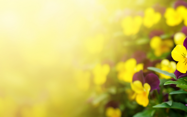 January Lawn & Garden Tips