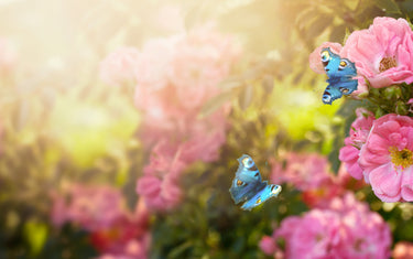 February Lawn & Garden Tips