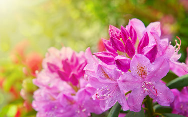 March Lawn and Garden Tips