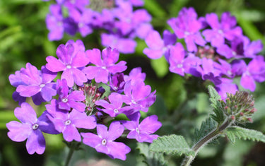 August Lawn & Garden Tips