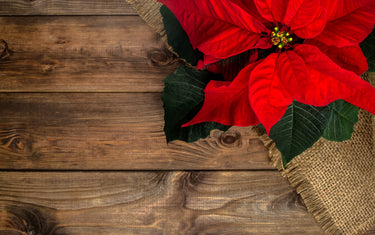 December Lawn & Garden Tips