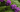 September Lawn & Garden Tips