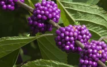 September Lawn & Garden Tips
