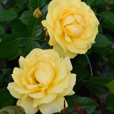 floribunda rose