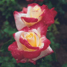 hybrid tea rose