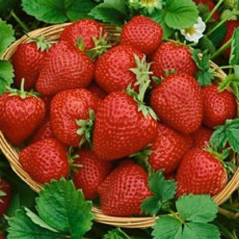 berry plants