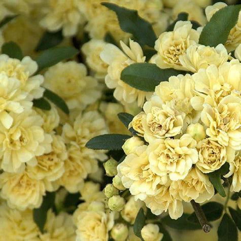 climbing rose
