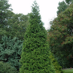 conifers