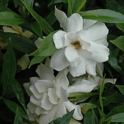 evergreen shrubs for shade flowering