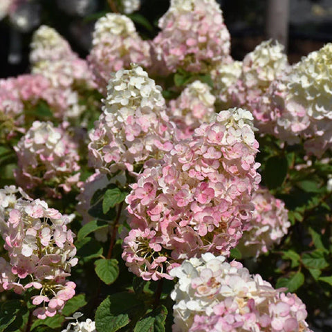 deciduous shrubs for shade flowering