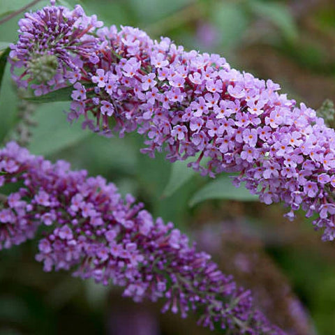 deciduous shrubs for sun flowering