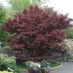deciduous shrubs for sun