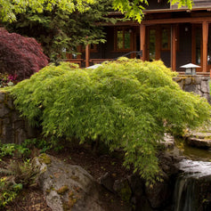 deciduous trees for shade