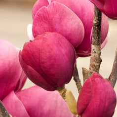 deciduous trees for sun flowering