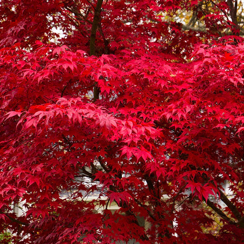deciduous trees for sun