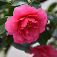 evergreen shrubs for sun flowering