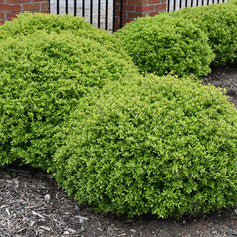 evergreen shrubs for sun
