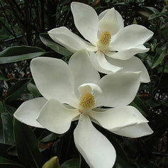 evergreen trees for sun flowering