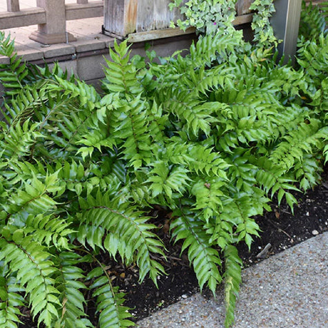 ferns