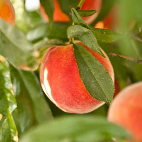 fruit trees