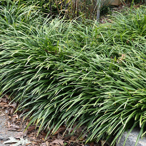 groundcovers