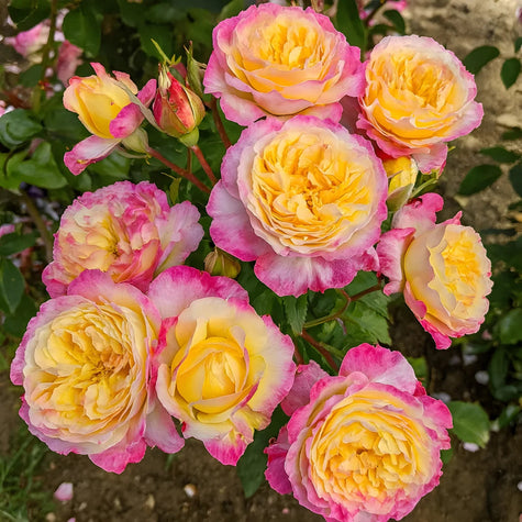 shrub rose