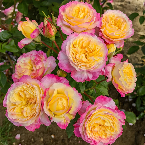 shrub rose