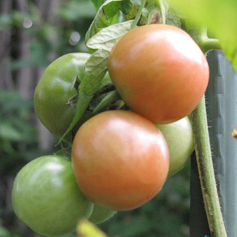 vegetables