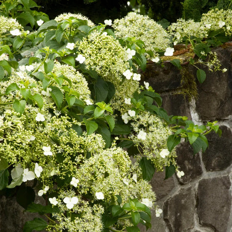 vines for shade