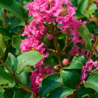 Tuscarora Crape Myrtle - Monrovia