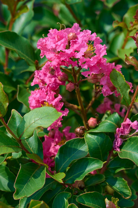 Tuscarora Crape Myrtle - Monrovia