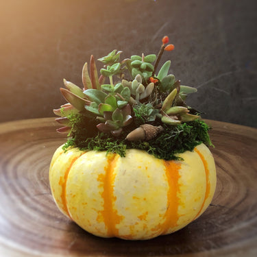 (Pre-Registration) Make & Take Workshop: Succulent Pumpkins