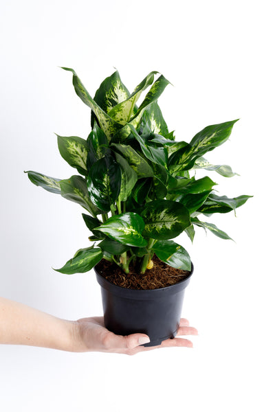 dieffenbachia buy Dumb Cane Dieffenbachia