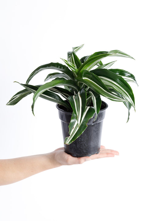 jewel plant indoor Jade Jewel Dracaena – Pike Nursery