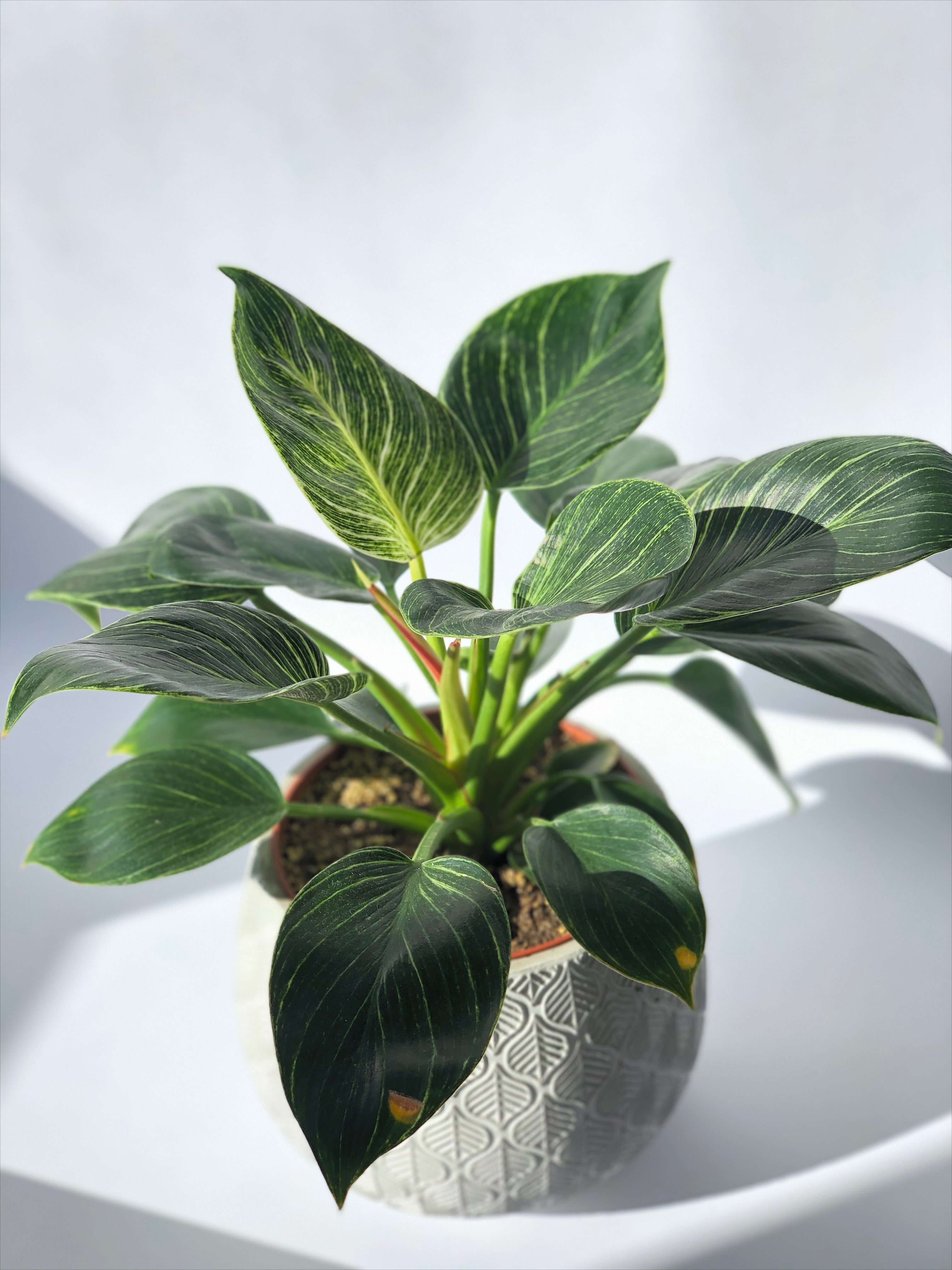 Birkin Philodendron – Pike Nursery