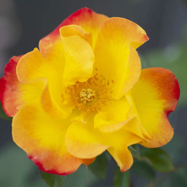 Sunset Horizen Rose