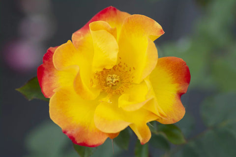 Sunset Horizen Rose