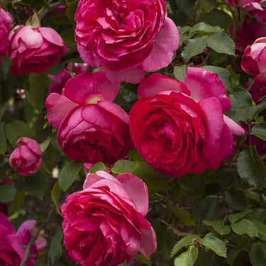 Pink Eden Rose