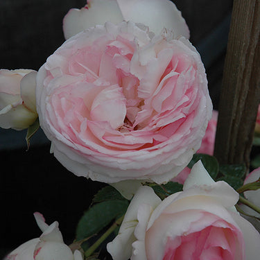 Eden Pink Climbing Rose