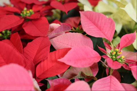Poinsettias Are Here