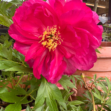 Paeonia Itoh Garden Candy Apple - Monrovia