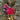 Cardinal Ornament