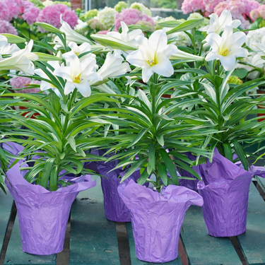 Easter Lily