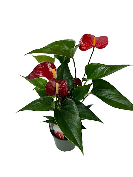 anthurium plant nursery near me Anthurium 6 inch
