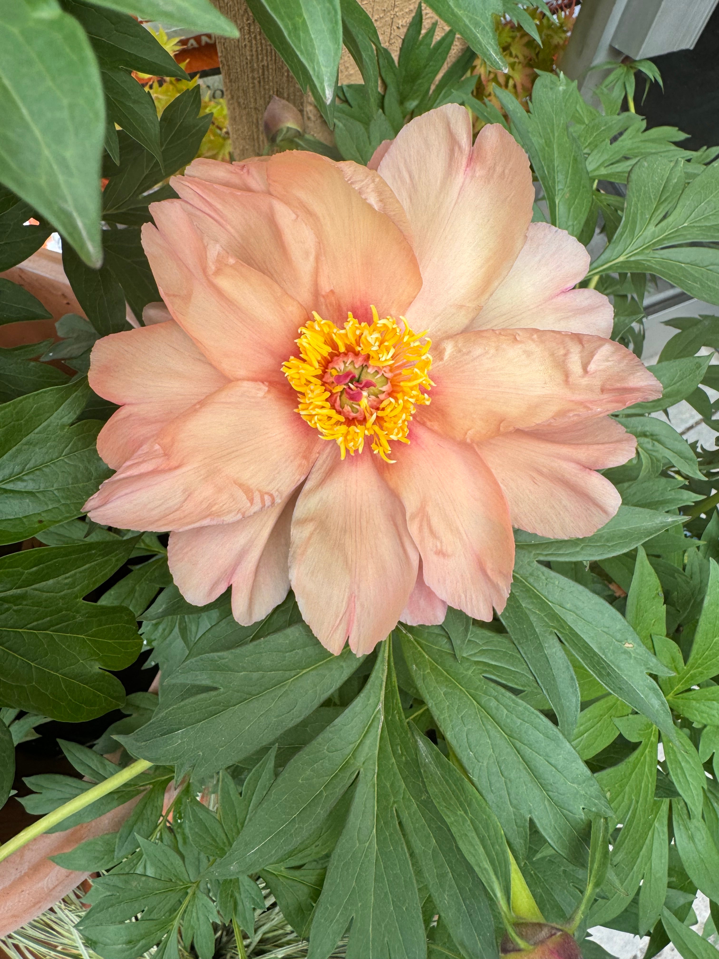 Paeonia Itoh Garden Candy Summer Sunset - Monrovia – Pike Nursery